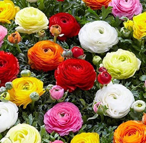 Dozen Mixed Peony Ranunculus Bulbs - 12 Large Healthy Bulbs from Iowa
