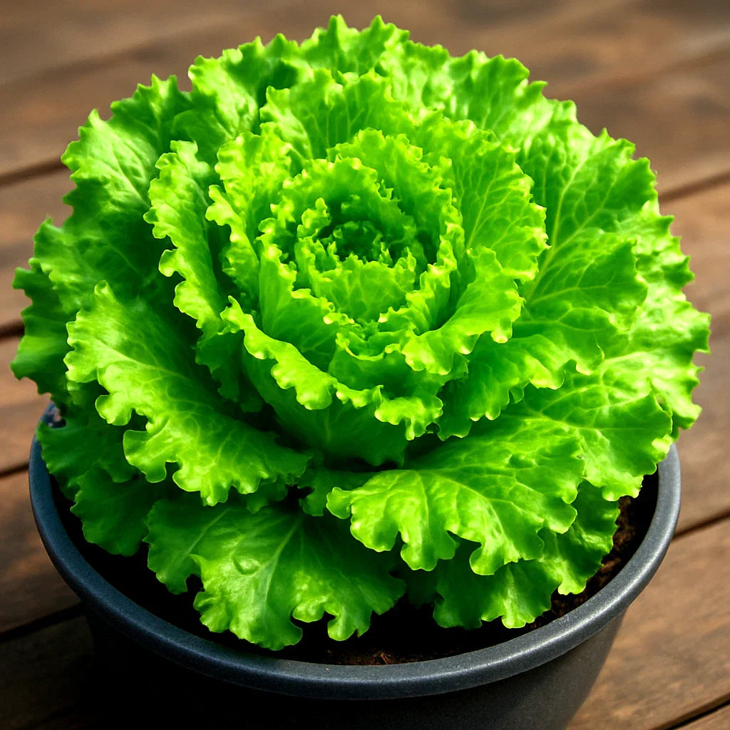 Black Seeded Simpson Lettuce Seeds - 2500+ Heirloom Non-GMO Organic Vegetable Seeds