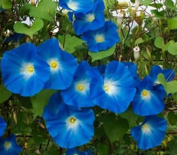 Heavenly Blue Morning Glory Seeds – Ipomoea purpurea, Vibrant Blue Flowers, Garden Seeds for Trellises & Fences