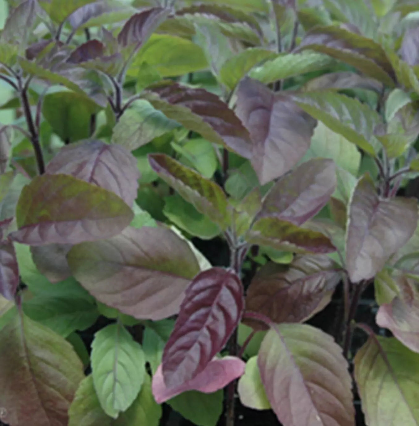 Red Tulsi Basil Seeds 200+ Non-GMO Red Leaf Holy Basil Herb Ocimum sanctum