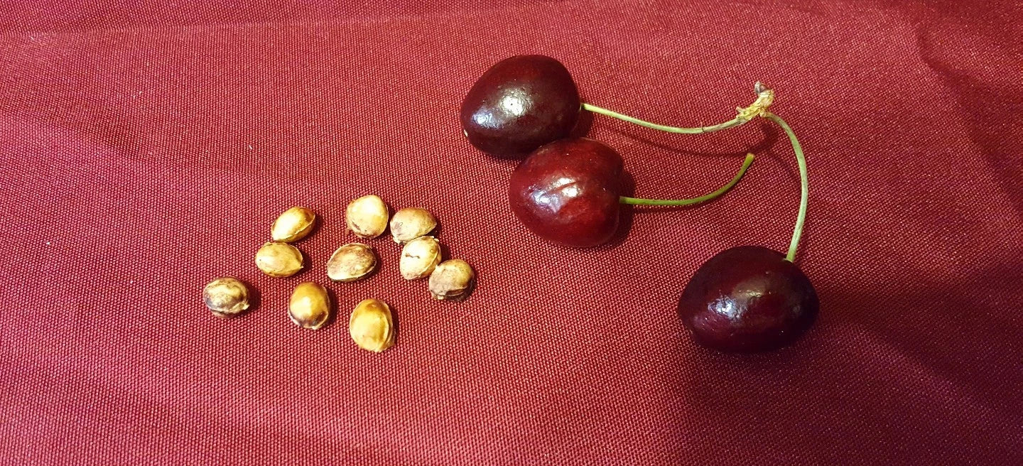 Cherry Fruit Tree Seeds 37 Count, Organic Prunus avium, Sweet Cherry Variety for Home Garden and Orchard