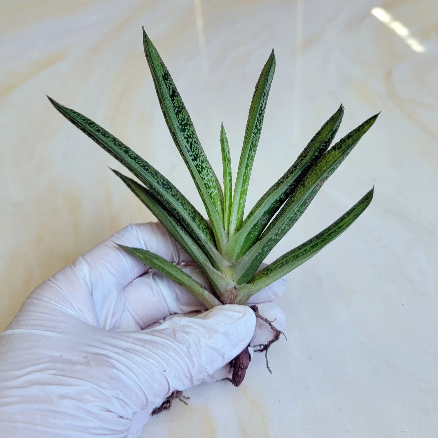 Gasteria 'Little Warty' Succulent Live Plant – 5" Indoor Greenery, Warty Leaves, Drought Tolerant, Houseplant, South Africa, Gasteria verrucosa
