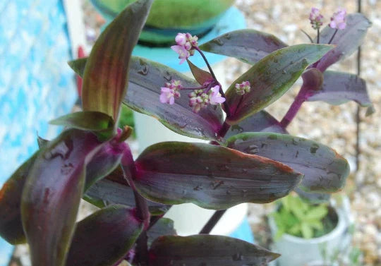 Wandering Jew Plant - Tripogandra Serrulata Purple Scimitars - 4 Inch Pot Indoor Houseplant