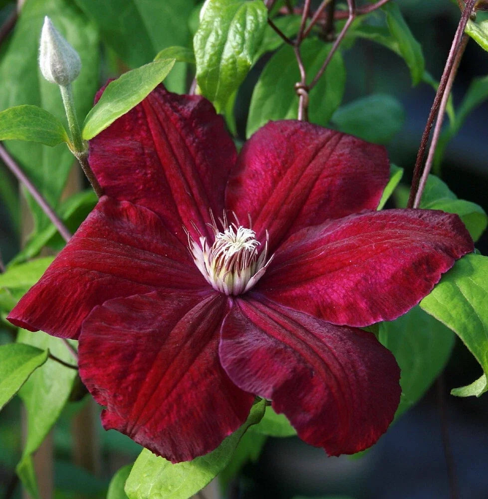25 Clematis Seeds - Rouge Climbing Perennial Flower - Vibrant Red Blooms - Clematis 'Rouge' for Garden Trellises & Fences
