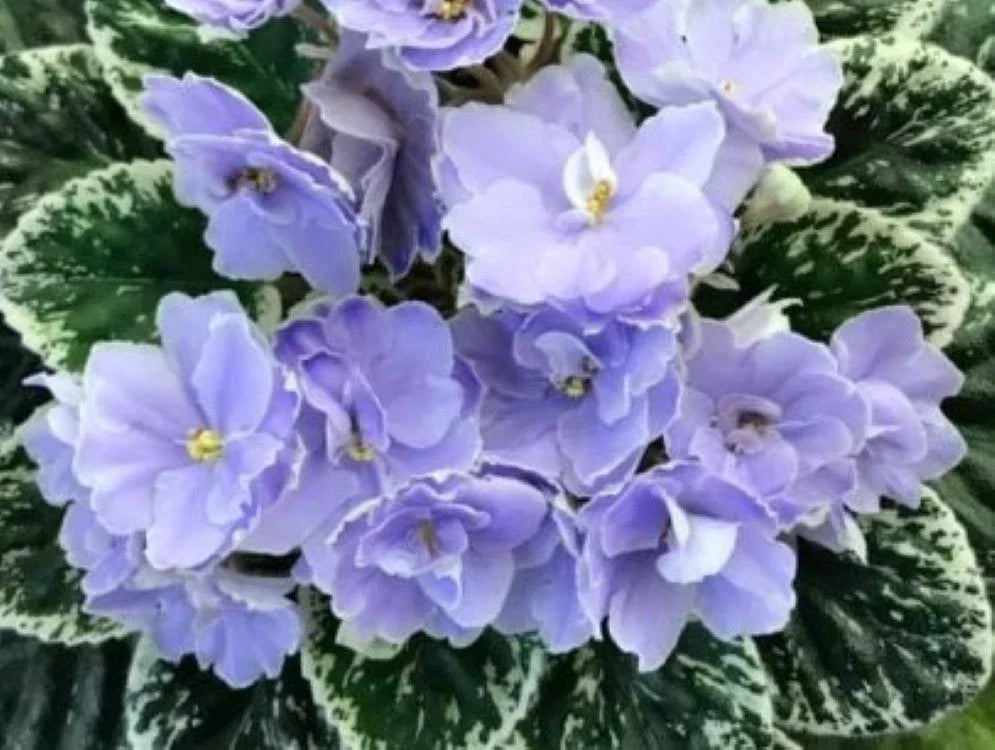 African Violet Leaves 2 Pack - Hunter's Blue Northern - Easy Indoor Propagation