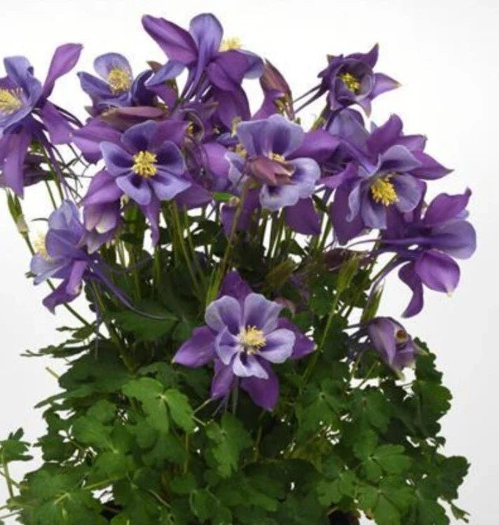 Columbine Perennial Bare Root Plant - Blue Flowers - Aquilegia - Fast-Growing, Easy Care Garden Flower