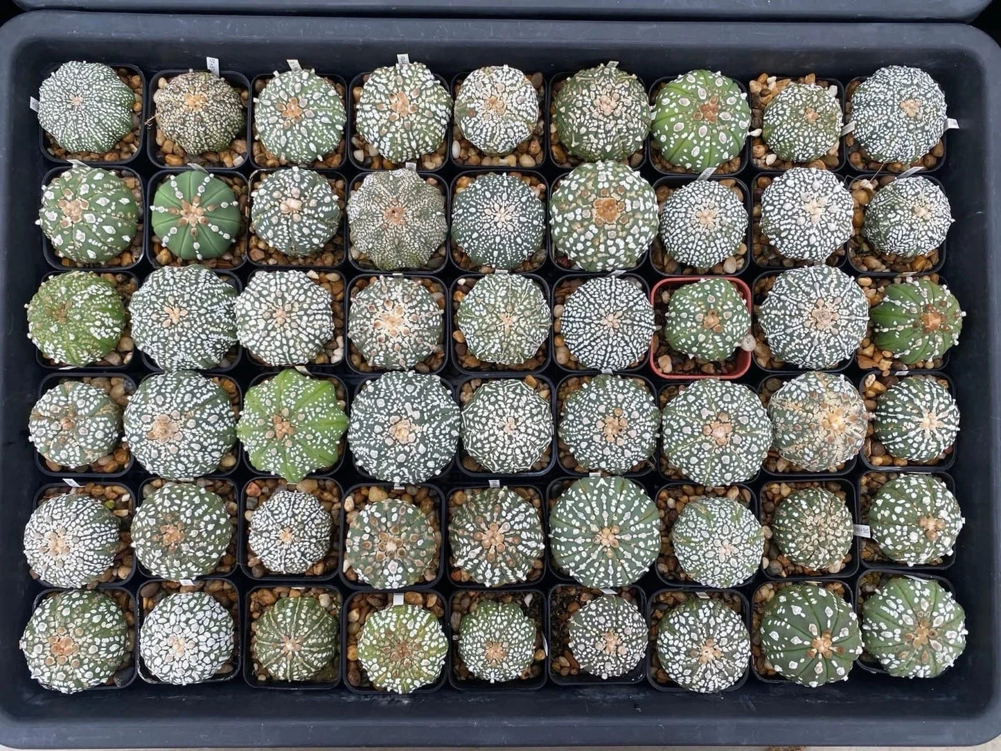 Astrophytum Asterias Super Kabuto Cactus Seedlings Pack of 54, Rare Succulent for Collectors, Indoor & Outdoor Plant