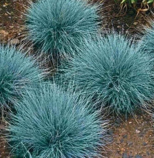 Blue Fescue Grass Seeds 600+ | Ornamental Perennial Grass | Drought-Tolerant Festuca glauca for Gardens
