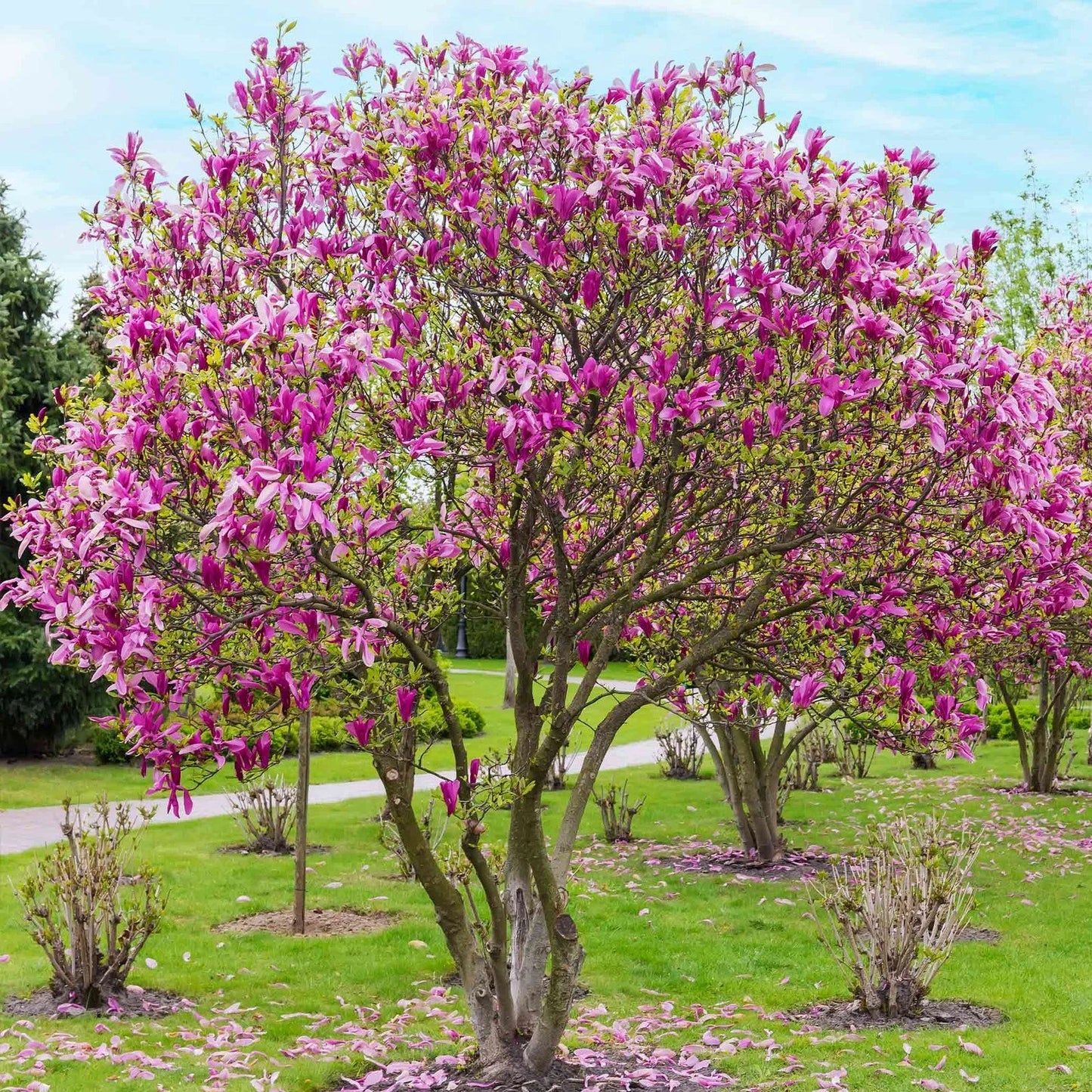 Jane Magnolia Tree 3 Gallon Pink Blooms Magnolia x loebneri 'Jane'