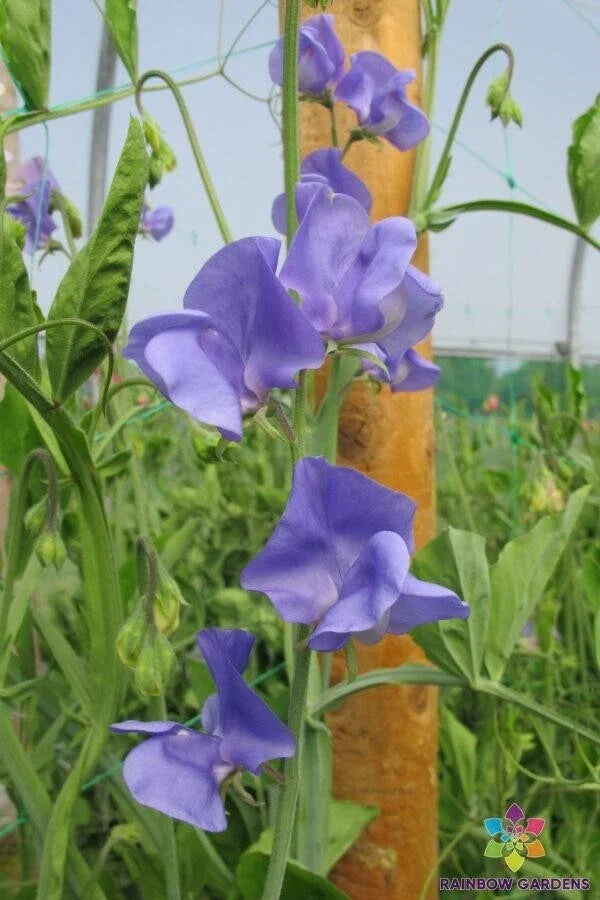 Sweet Pea Seeds Pack – Fragrant Garden Variety – Lathyrus odoratus – Climbing Vine, 50+ Seeds, USA