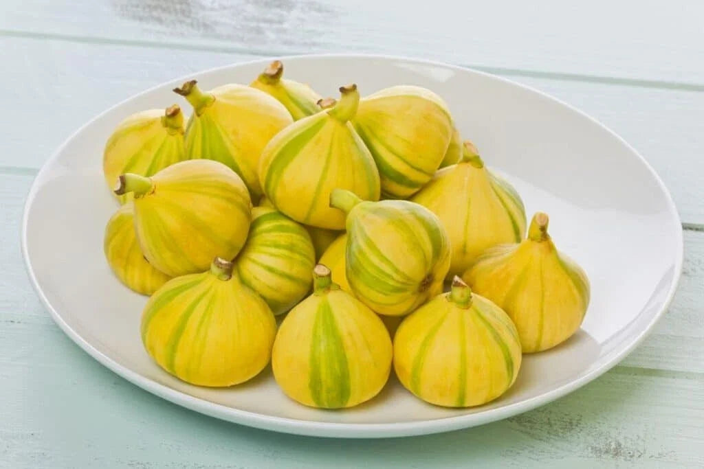Panache Fig Seeds - 100+ Tiger Stripe Ficus carica Garden Planting Seeds for Home Garden