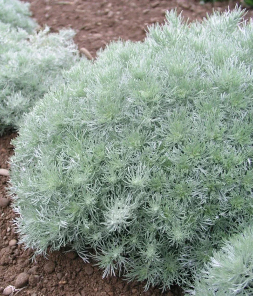 Artemisia Plant, Silver Mound, Perennial Ground Cover, Artemisia schmidtiana, Drought-Tolerant, Silver Foliage