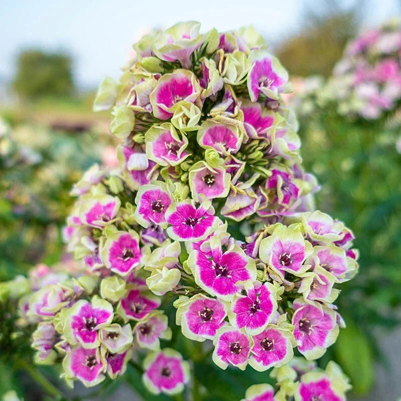 50 Yellow Phlox Seeds | Perennial Phlox paniculata | Butterfly Attracting Flower Seeds