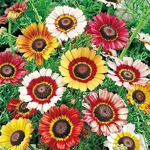 Painted Daisy Flower Seeds - 100 Count Chrysanthemum carinatum for Borders & Containers