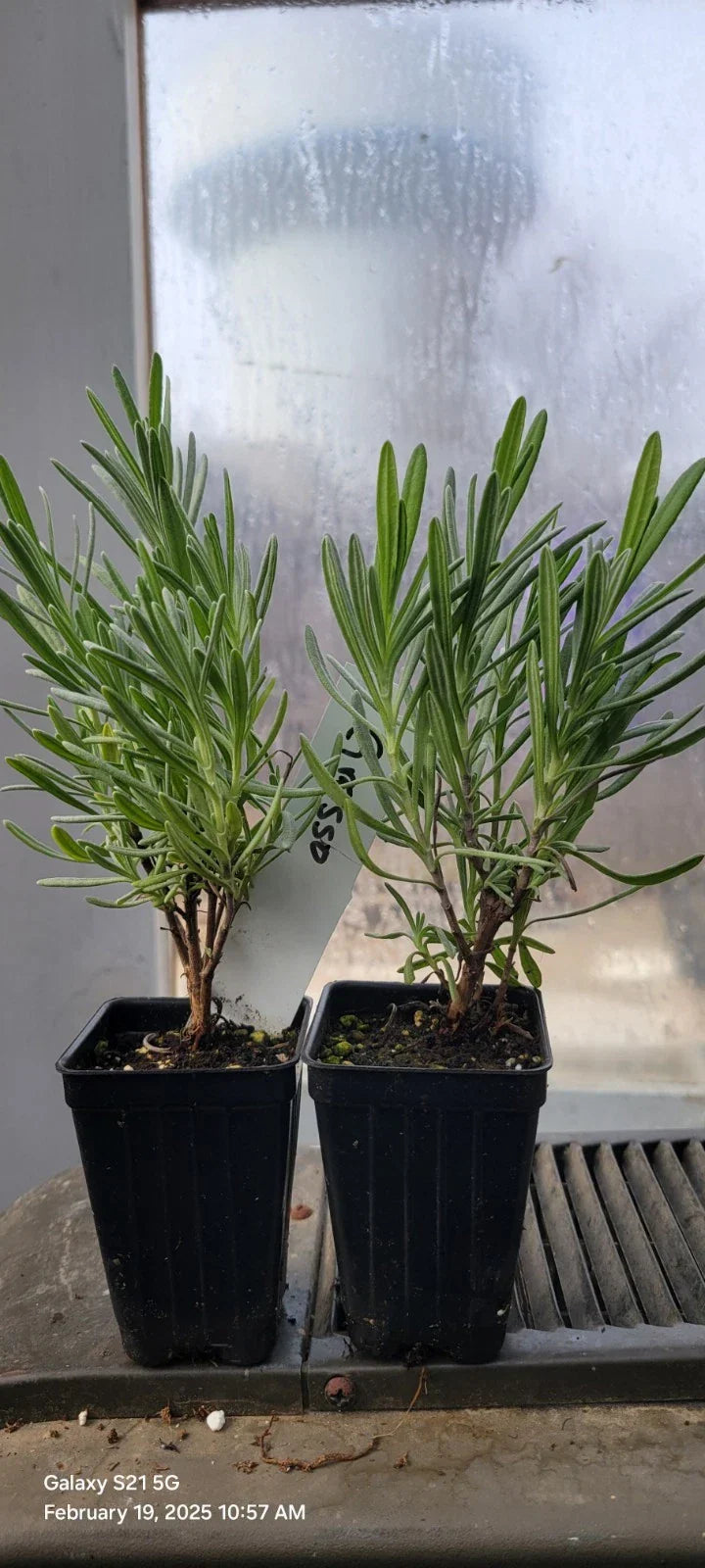 Lavender Grosso Plants in 3" Pots - Aromatic Herb with Purple Flowers, Well Rooted