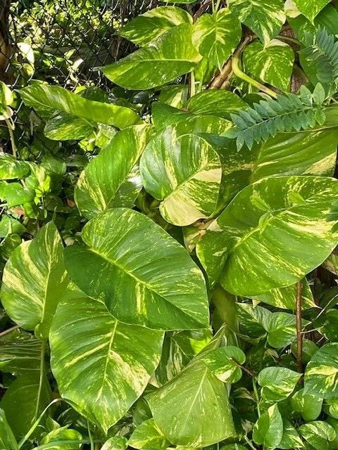 Variegated Giant Golden Queen Pothos Cuttings - Epipremnum aureum - 6 Healthy Propagation Plants