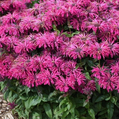 Razzleberry Bee Balm Seeds - 100 Pack - Monarda didyma Perennial Flower Seeds