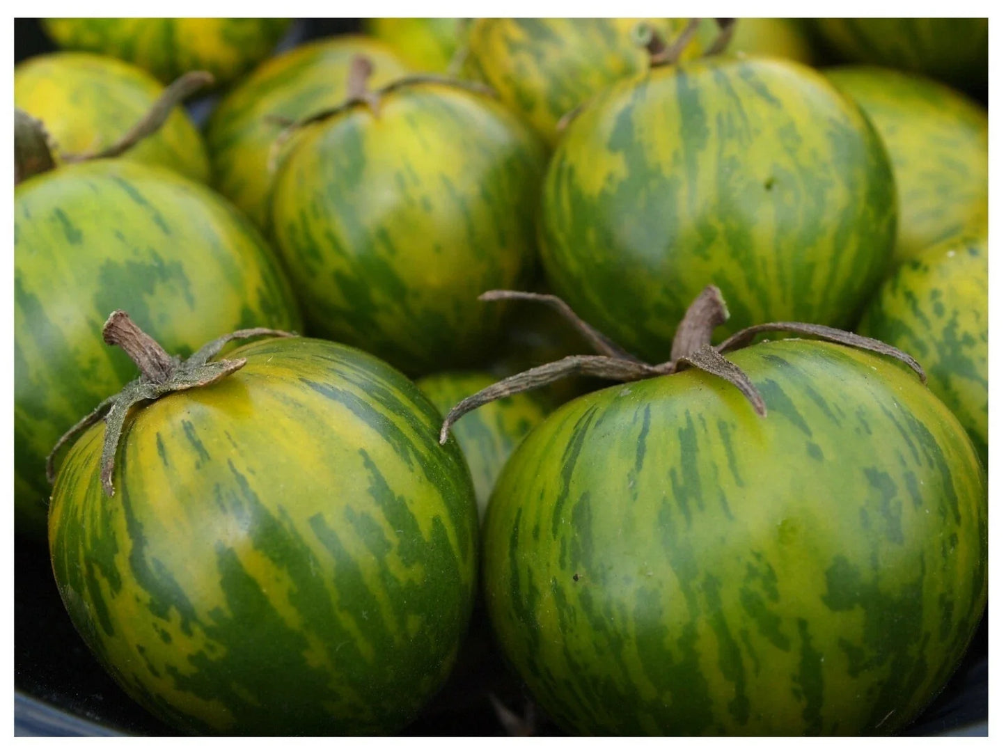 Green Zebra Tomato Seeds - Heirloom, Striped Green & Yellow, Bulk Pack of 25-1000 Seeds, Salad Garden, Solanum lycopersicum