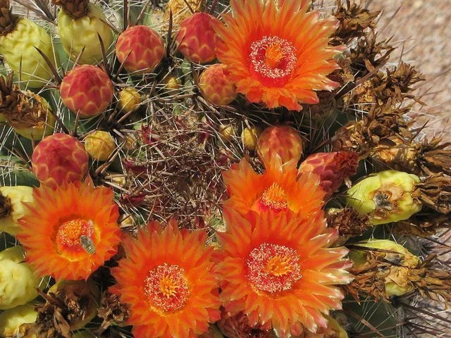Fishhook Candy Barrel Cactus Seeds - Ferocactus wislizeni - 75 Seeds for Succulent Gardens