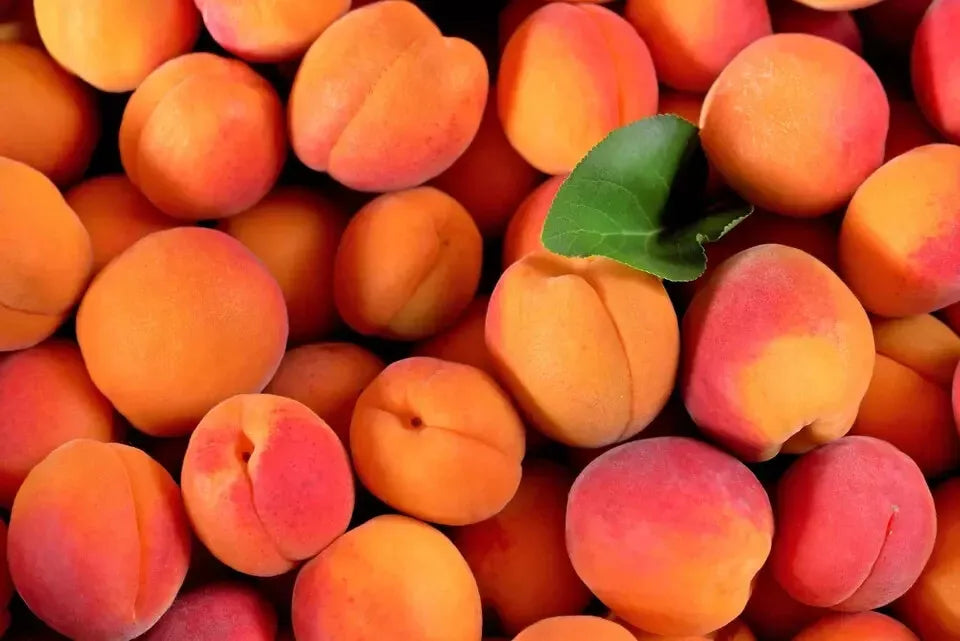 Apricot Tree Seeds 7-Pack, Prunus armeniaca, Fast Growing, Fragrant Pink Blooms, Self-Pollinating, Hardy Zones 3-7