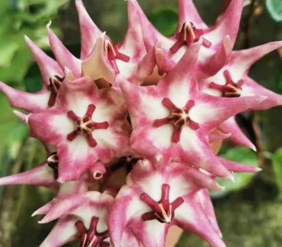 Hoya Kaimuki Indoor Houseplant with Star-Shaped Flowers and Active New Growth
