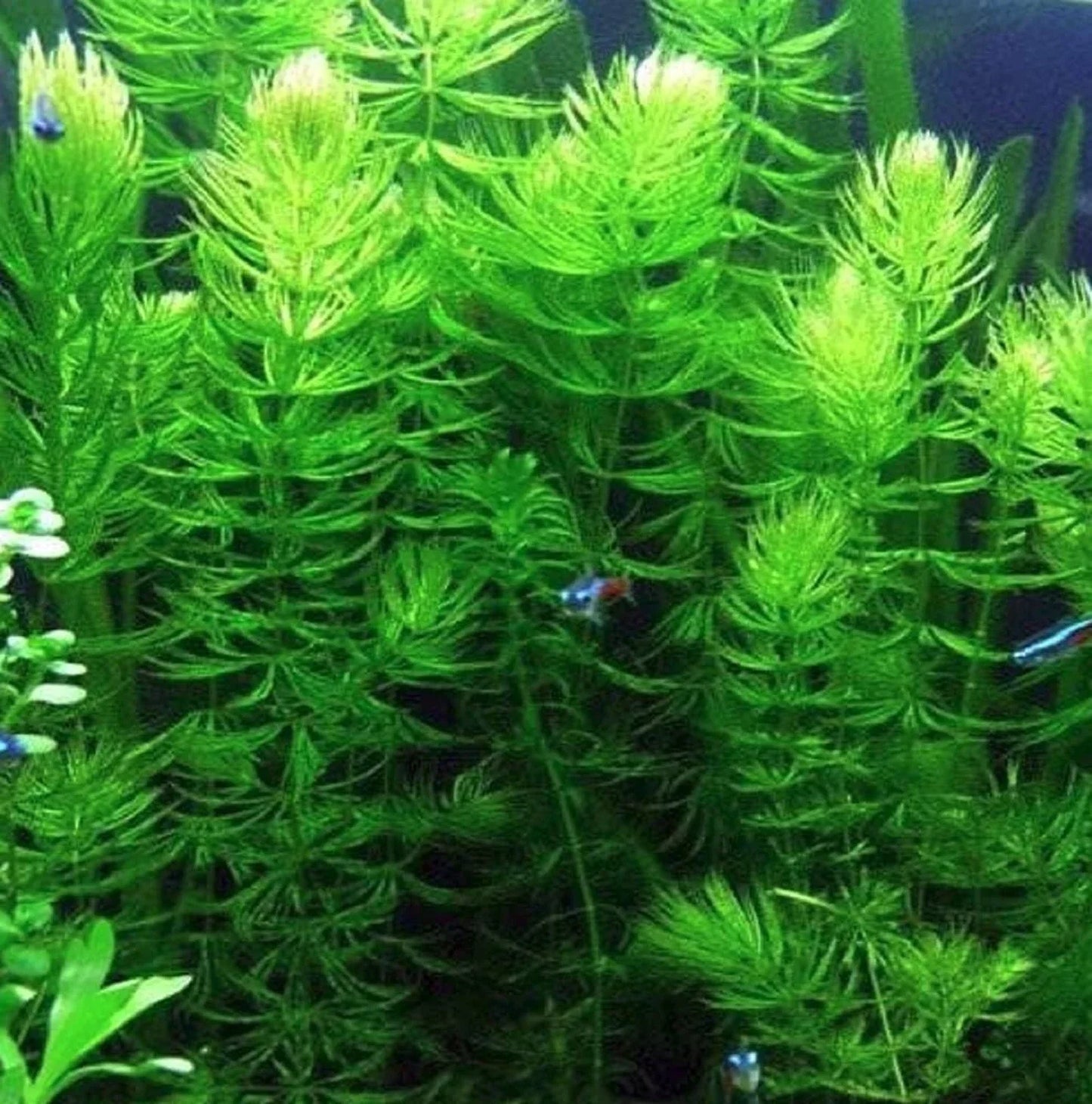 Hornwort Coontail - 3 Stems Live Aquatic Plant for Freshwater Aquariums