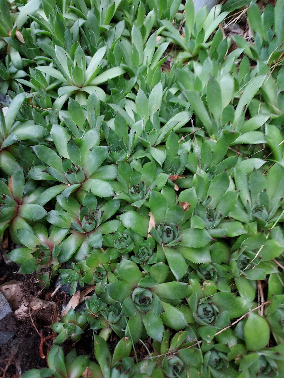 Sempervivum Succulent Plants - Hens & Chickens Live Perennial Indoor & Outdoor Greenery