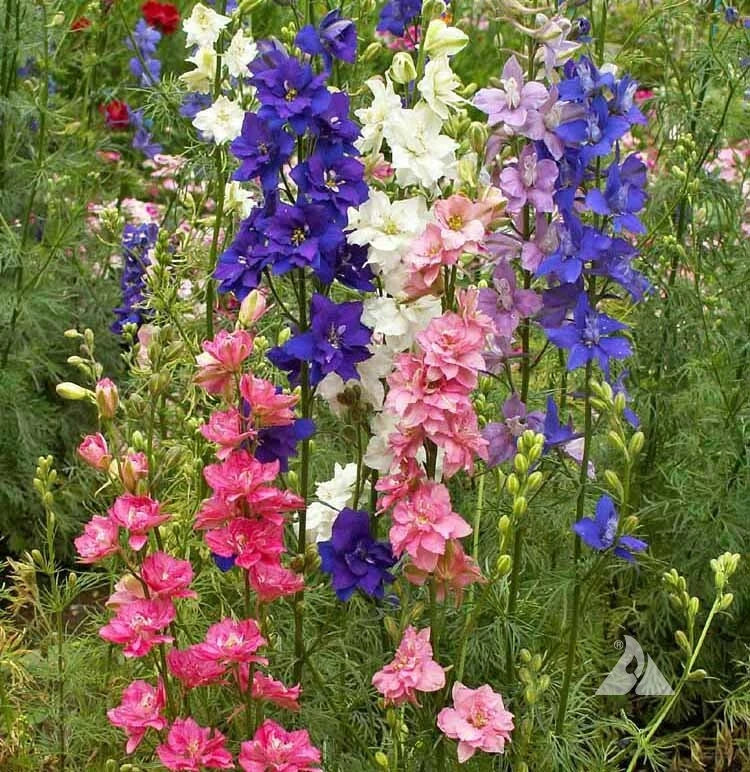 Rocket Larkspur Seeds - Tall Mix Delphinium - 200 Non-GMO Seeds for Spring Blooms