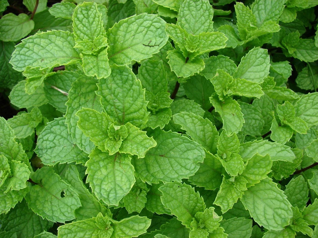 Spearmint Seeds 1000 Count Mentha spicata Aromatic Herb for Cooking & Gardening