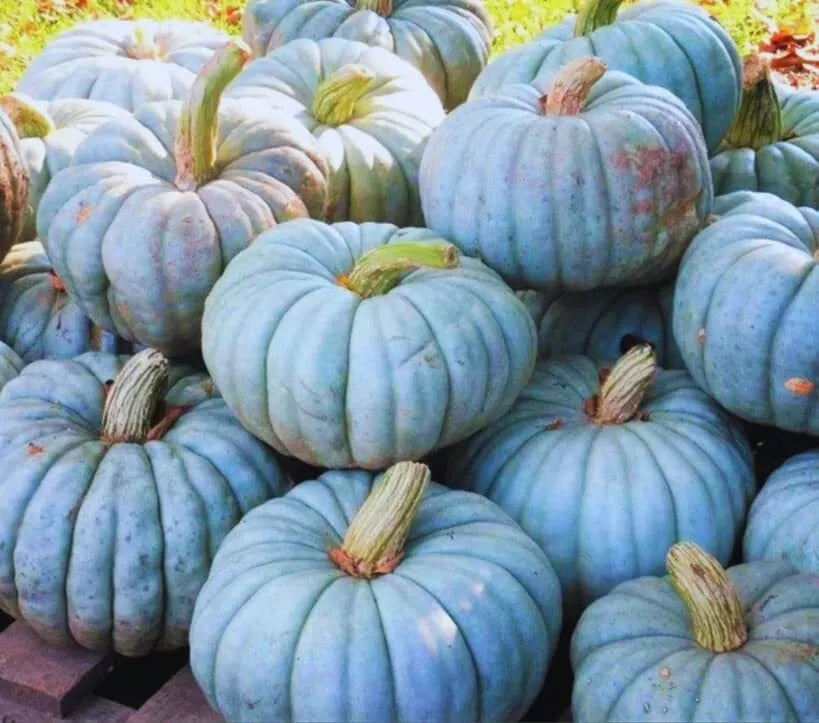 Jarrahdale Blue Pumpkin Seeds 10 Pack | Heirloom Cucurbita maxima | Blue Grey Skin, Sweet Flesh