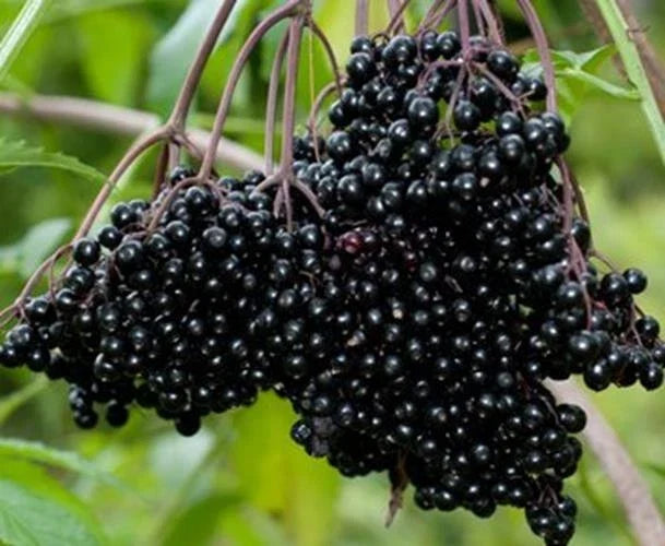 Fresh Elderberry Cuttings 12 Black Bearing Sambucus nigra Fruit for Harvest