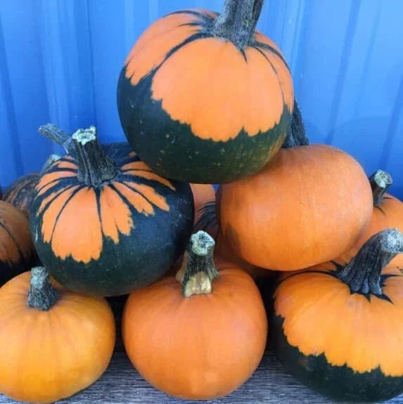 Batwing Pumpkin Seeds 10 Pack - Black Cape Variety Cucurbita pepo for Planting, Vining, Halloween Decor