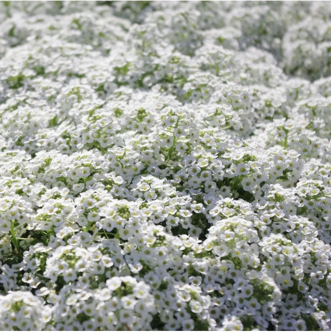 White Alyssum Carpet of Snow Flower Seeds - Organic Dwarf Seeds for Borders, Rock Gardens, Containers, Lobularia maritima