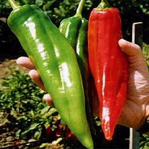 Big Jim Pepper Seeds - 100+ Organic Heirloom Hot Pepper Seeds Capsicum Annuum