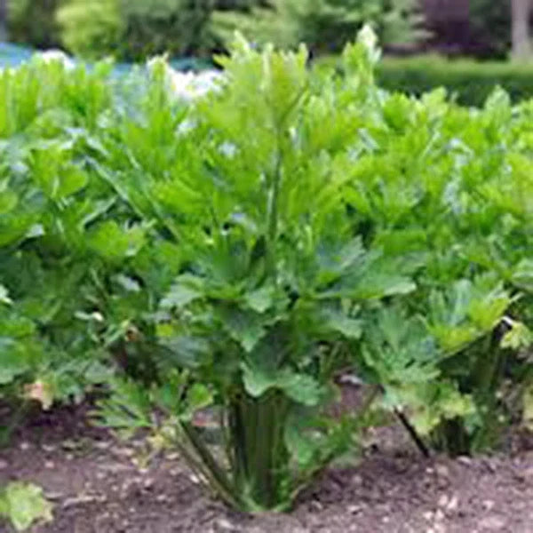 Organic Utah Tall Celery Seeds - Heirloom, Non-GMO, Apium graveolens, 25+ Seeds for Home Garden & Container Planting