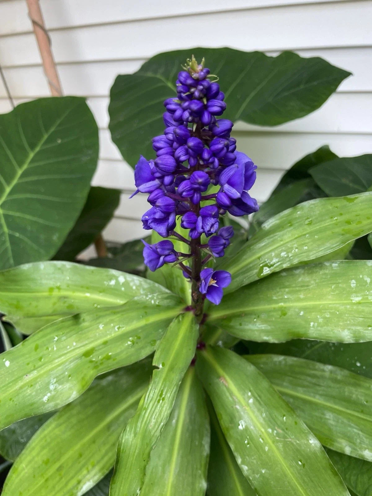Blue Ginger Cutting Stock - Dichorisandra thyrsiflora Tropical Plant for Garden or Indoor Decor - Hawaii Grown