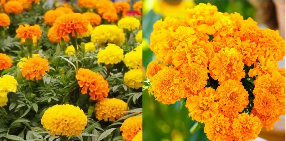 Marigold Seeds Bulk Pack - African Landscape Variety, 1000+ Non-GMO Seeds