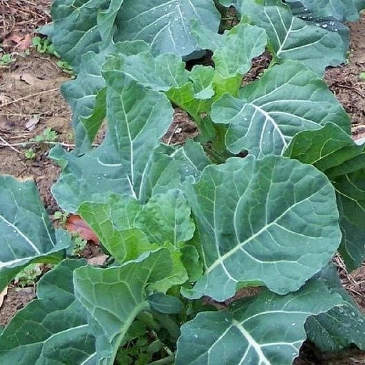 Georgia Collard Seeds - Non-GMO Heirloom Brassica oleracea Seeds