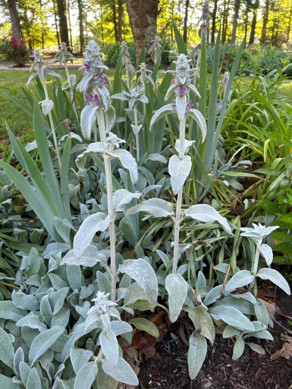 Lambs Ear Transplants - Bare Root Plugs - Organic Purple Flowering Plant - Stachys byzantina