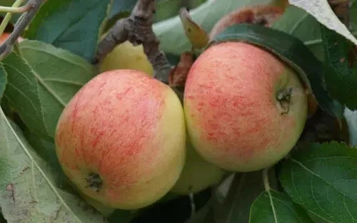 25+ Directeur Lesage Apple Seeds for Garden Planting, Malus domestica, Heirloom Variety, Fruit Tree Seeds for Home Gardens