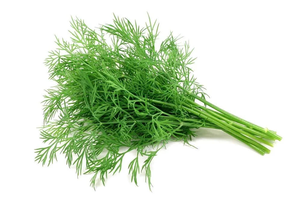 Dill Seeds 200+ Count | Fragrant Culinary Herb | Anethum graveolens | Easy to Grow for Gardens & Containers