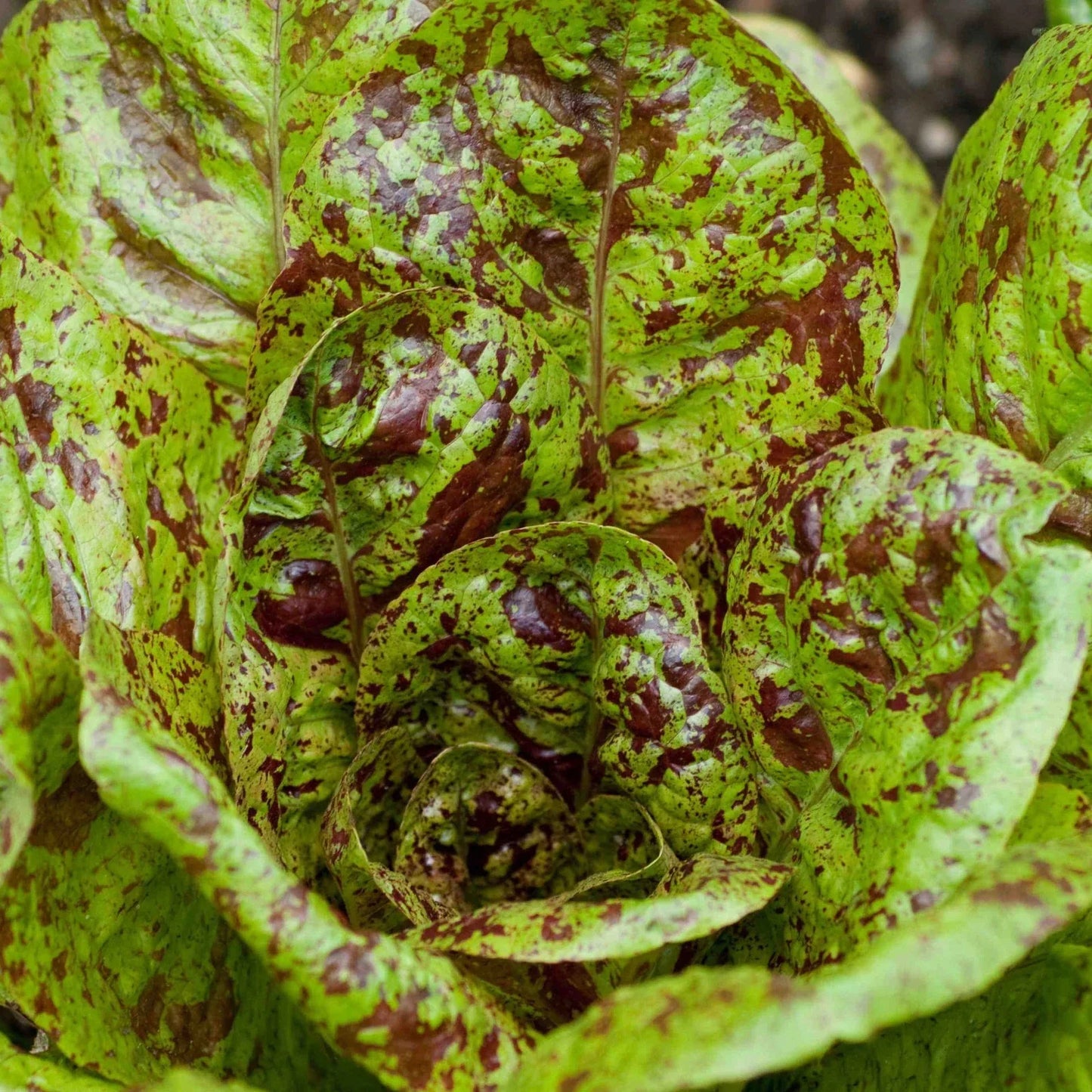 Freckles Romaine Lettuce Seeds - Red Speckled Variety - Lactuca sativa - Salad Greens for Garden & Container Planting