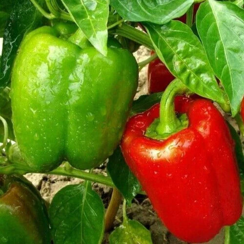 Chinese Giant Bell Pepper Seeds - Non-GMO Sweet Green to Red Capsicum annuum