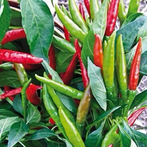 Thai Hot Pepper Seeds 50+ Heirloom Non-GMO Capsicum annuum USA Seller