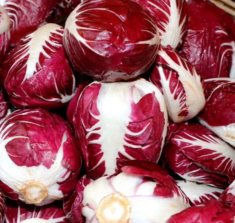 Radicchio Seeds 500+ Rouge de Verona - Heirloom Non-GMO Vegetable Seeds
