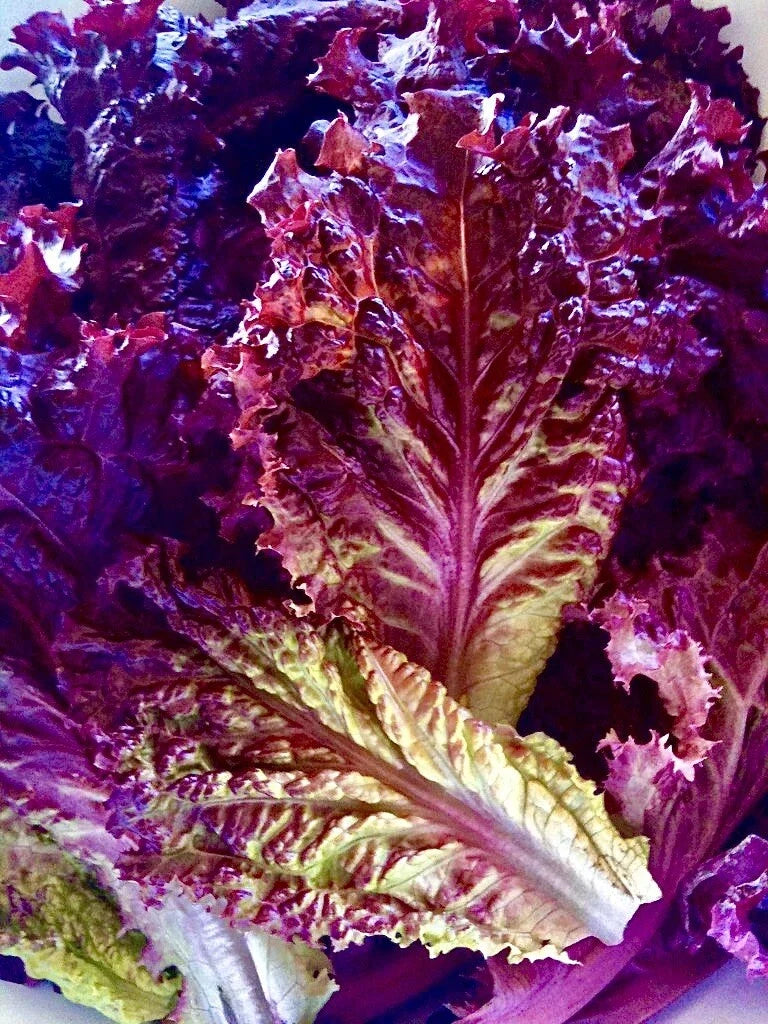 Lolla Rossa Lettuce Seeds – Organic Non-GMO, 200 Pack, Red Leaf Lettuce, Lactuca sativa, Vegetable Garden Seeds