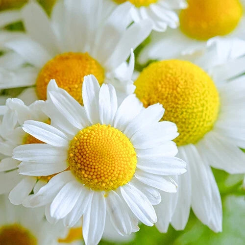 German Chamomile Seeds 2,500 Heirloom Non-GMO Matricaria chamomilla for Herbal Garden