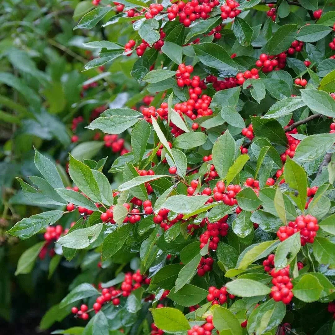 Winterberry Seeds 250mg Ilex verticillata Open Pollinated Shrub for Landscaping and Wildlife Attracting
