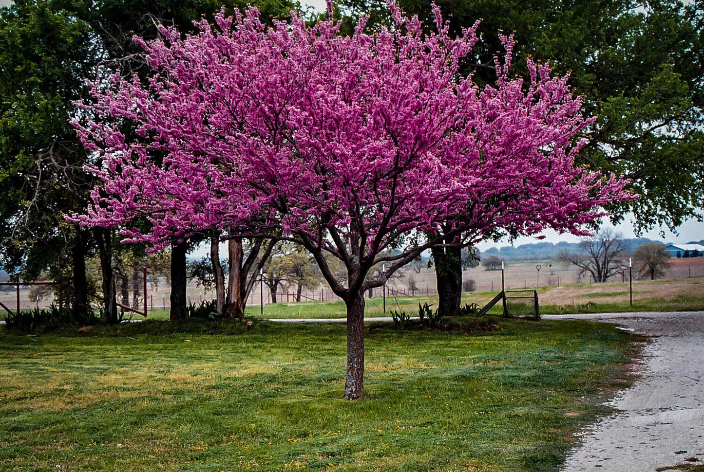 Redbud Tree Set of 2 Live Bare Root Cercis canadensis, 6-12 Inches, Hardy Missouri Grown, Dormant Spring Planting