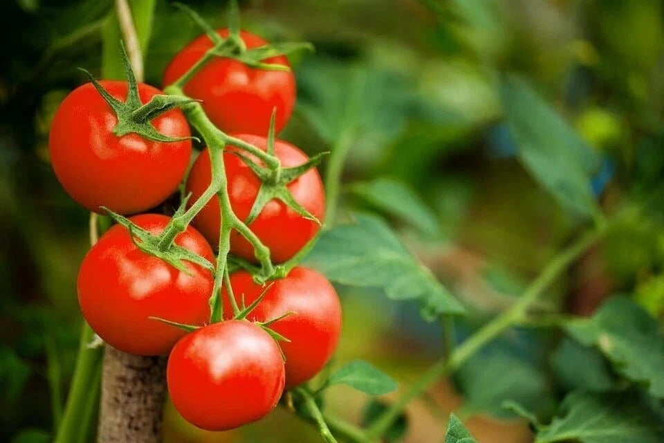 Red Cherry Tomato Seeds - Organic Heirloom Non-GMO, 100 Seeds for Home Garden, Solanum lycopersicum, Juicy, Sweet, Disease-Resistant